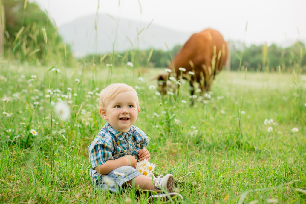 boy in a field of daisies on a background of a cow